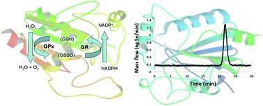 glutathione peroxidase oxidative stress picking an oxidative damage assay | News & Announcements