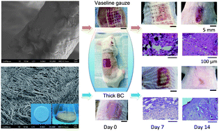 Skin tissue repair materials from bacterial cellulose by a 