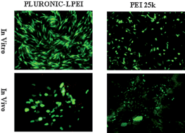 High Efficiency And Low Toxicity Of Polyethyleneimine Modified Pluronics Pei Pluronic As Gene Delivery Carriers In Cell Culture And Dystrophic Mdx Mice Journal Of Materials Chemistry Rsc Publishing