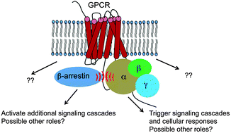 simple g protein coupled receptors