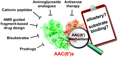 Understanding and overcoming aminoglycoside resistance caused by  N-6′-acetyltransferase - MedChemComm (RSC Publishing)