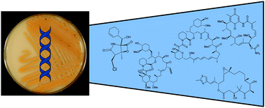 Biosynthetic medicinal chemistry of natural product drugs - MedChemComm ...
