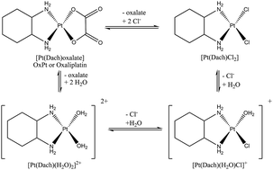 Interactions of oxaliplatin with the cytoplasmic thiol containing ligand  glutathione - Metallomics (RSC Publishing)