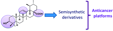Ursane-type pentacyclic triterpenoids as useful platforms to discover ...