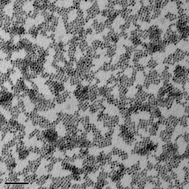 Infrared Colloidal Lead Chalcogenide Nanocrystals Synthesis - 