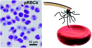 Demonstration of specific binding of heparin to Plasmodium falciparum- infected vs. non-infected red blood cells by single-molecule force  spectroscopy - Nanoscale (RSC Publishing)