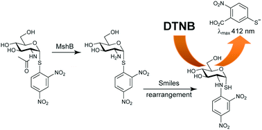 An enzyme-initiated Smiles rearrangement enables the development of an ...