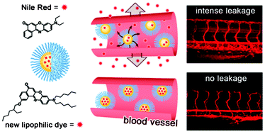 Highly Lipophilic Fluorescent Dyes In Nano Emulsions Towards