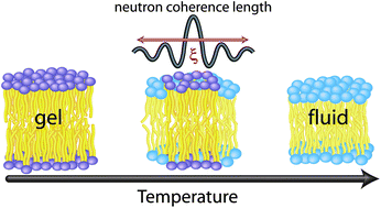 Co Existence Of Gel And Fluid Lipid Domains In Single - 