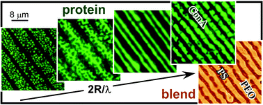 Proteins grouped into a variety of regular micro-patterns by substrate ...