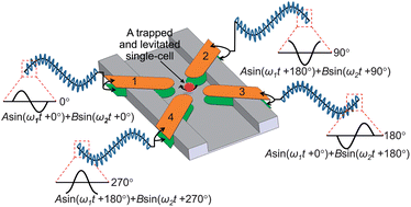 An electrorotation technique for measuring the dielectric