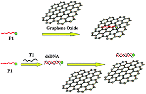 A Novel Sensing Strategy For The Detection Of Staphylococcus Aureus DNA ...