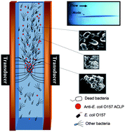 Real-time monitoring of E. coli O157 and Salmonella enterica serovar ...