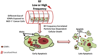 Iron oxide nanoparticle-based radio-frequency thermotherapy for human  breast adenocarcinoma cancer cells - Biomaterials Science (RSC Publishing)