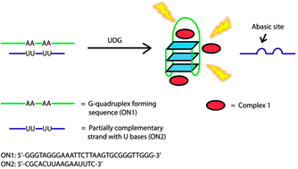 Detection of base excision repair enzyme activity using a luminescent G ...