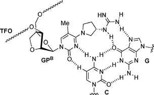 2 4 Bna Bearing A Chiral Guanidinopyrrolidine Containing Nucleobase With Potent Ability To Recognize The Cg Base Pair In A Parallel Motif Dna Triplex Chemical Communications Rsc Publishing