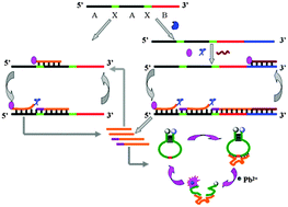 Highly sensitive detection of telomerase using a telomere-triggered ...