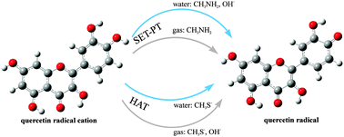 Examination of the chemical behavior of the quercetin radical cation  towards some bases - Physical Chemistry Chemical Physics (RSC Publishing)