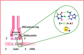 A New Turn In Codon Anticodon Selection Through Halogen Bonds Physical Chemistry Chemical Physics Rsc Publishing