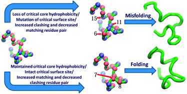 The Role Of Site Directed Point Mutations In Protein Misfolding Physical Chemistry Chemical Physics Rsc Publishing