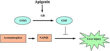 bad effects of glutathione Protective effect of apigenin on mouse acute liver injury induced by  acetaminophen is associated with increment of hepatic glutathione reductase  activity