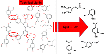 Enzymatic Cleavage Of Lignin B O 4 Aryl Ether Bonds Via Net Internal Hydrogen Transfer Green Chemistry Rsc Publishing