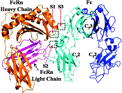 Binding Structures And Energies Of The Human Neonatal Fc Receptor With Human Fc And Its Mutants By Molecular Modeling And Dynamics Simulations Molecular Biosystems Rsc Publishing