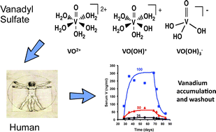 Coordination chemistry may explain pharmacokinetics and clinical response  of vanadyl sulfate in type 2 diabetic patients - Metallomics (RSC  Publishing)