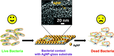 Immobilized Silver Nanoparticles Enhance Contact Killing And Show Highest Efficacy Elucidation Of The Mechanism Of Bactericidal Action Of Silver Nanoscale Rsc Publishing