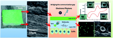 Double network bacterial cellulose hydrogel to build a biology–device ...