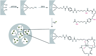 Synthesis, characterization, and biodistribution of multiple 89Zr ...