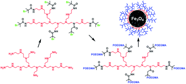 The polymerisation of oligo(ethylene glycol methyl ether) methacrylate from  a multifunctional poly(ethylene imine) derived amide: a stabiliser for the  synthesis and dispersion of magnetite nanoparticles - Polymer Chemistry  (RSC Publishing)