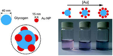 Glycogen and gold nanoparticle bioconjugates: controlled plasmon ...