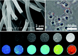 Multifunctional NaYF4:Yb/Er/Gd nanocrystal decorated SiO2 nanotubes for ...