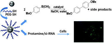 Stability of the YGYGY and HGHGH nanoparticles in water and in