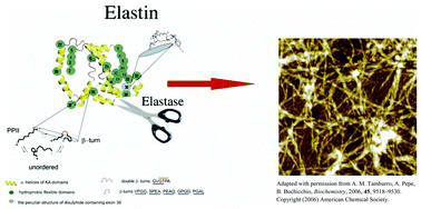 Amyloidogenesis of proteolytic fragments of human elastin - RSC