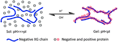 Rheological And Structural Study Of Electrostatic Cross Linked Xanthan Gum Hydrogels Induced By B Lactoglobulin Soft Matter Rsc Publishing