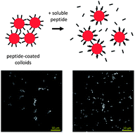 Tuning colloidal association with specific peptide interactions - Soft ...