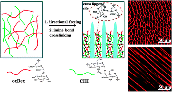 Enzymatically degradable oxidized dextran–chitosan hydrogels with an ...