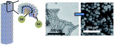 Tobacco Mosaic Virus Rods And Spheres As Supramolecular High Relaxivity Mri Contrast Agents Journal Of Materials Chemistry B Rsc Publishing