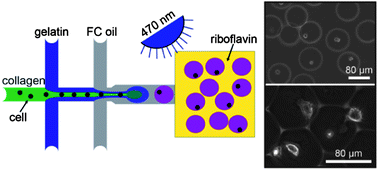 Monodisperse collagen–gelatin beads as potential platforms for 3D cell  culturing - Journal of Materials Chemistry B (RSC Publishing)