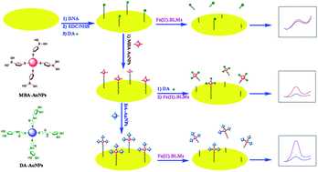 Electrochemical determination of bleomycins based on dual-amplification of  4-mercaptophenyl boronic acid-capped gold nanoparticles and dopamine-capped  gold nanoparticles - Analytical Methods (RSC Publishing)