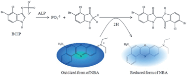 Ultrasensitive surface-enhanced Raman scattering detection of alkaline ...