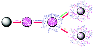 Dual stimuli-responsive nano-vehicles for controlled drug delivery ...