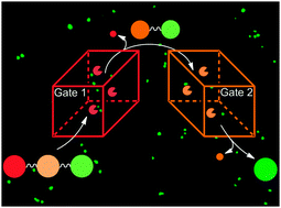 “Double gating” – a concept for enzyme-responsive imaging probes aiming at high tissue specificity