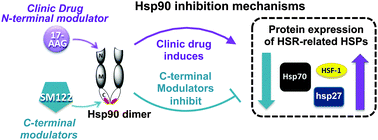 N Terminal And C Terminal Modulation Of Hsp90 Produce Dissimilar Phenotypes Chemical Communications Rsc Publishing