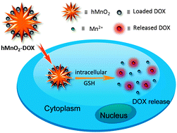 intracellular glutathione A locally activatable sensor for robust quantification of organellar  glutathione main image 0