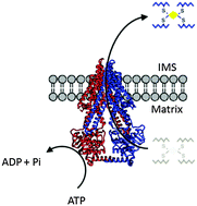 glutathione chemical Glutathione-coordinated [2Fe–2S] cluster: a viable physiological substrate  for mitochondrial ABCB7 transport
