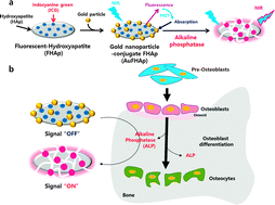 Smart nanoprobes for the detection of alkaline phosphatase activity