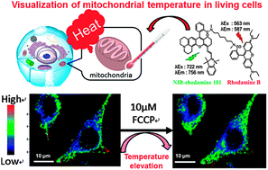 A Ratiometric Fluorescent Molecular Probe For Visualization Of Mitochondrial Temperature In Living Cells Chemical Communications Rsc Publishing